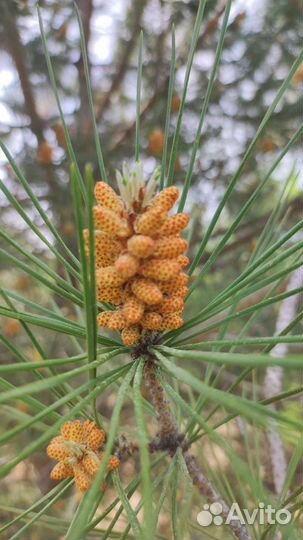 Пыльца сосны