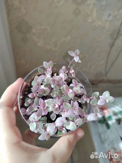 Коллизия розовая пантера