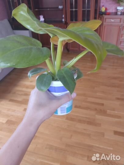 Филодендроны