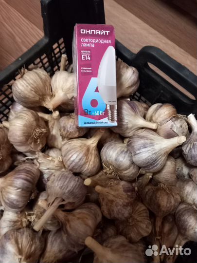 Чеснок зимний на посадку или еду