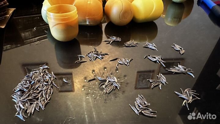 Семена цветов