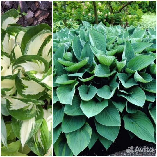 Садовые растения, многолетние