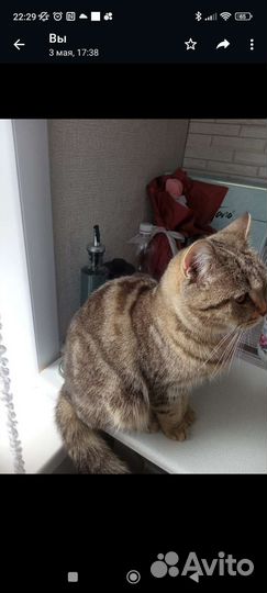 Британская кошка в дар