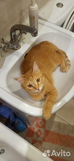 Рыжее солнышко (из приюта)