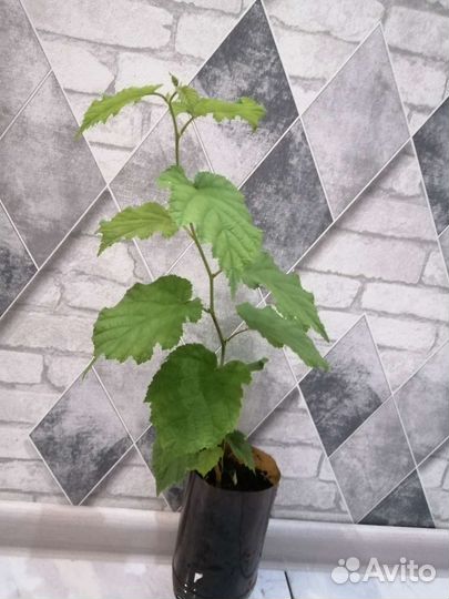 Орешник фундук (лещина) саженцы