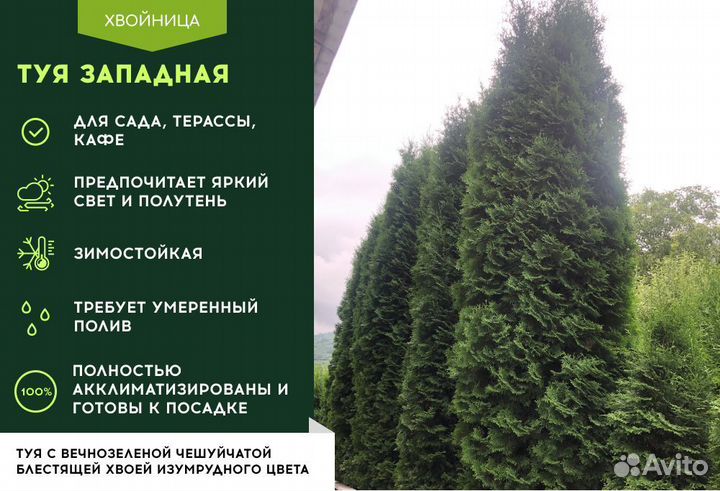 Туя Смарагд 1,8-2 м,Брабант,Колумна