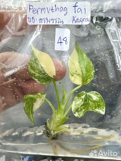 Клоны Монстера Крем Брюле и др