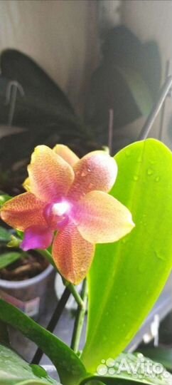 Орхидея Бронзовый будда детка