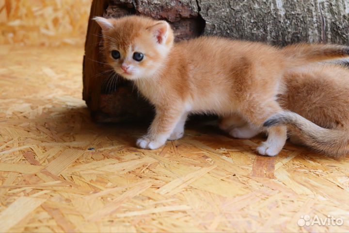 Шотландская золотая шиншилла котик ny12