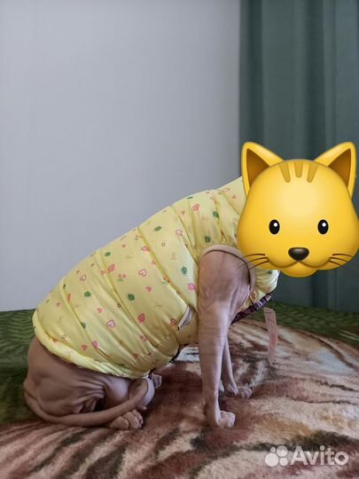 Одежда для кошек.Для Сфинкса