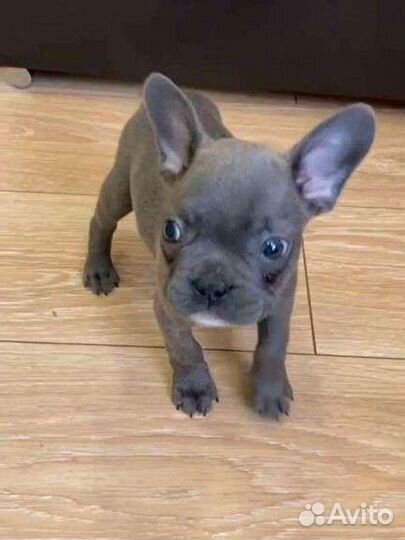 Французский бульдог щенки
