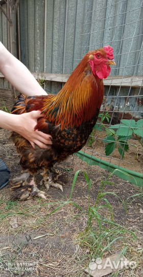 Петухи Брама