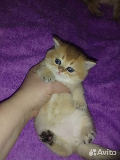 Золотые шиншиловые бриташки