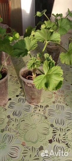 Королевская герань (пеларгония)