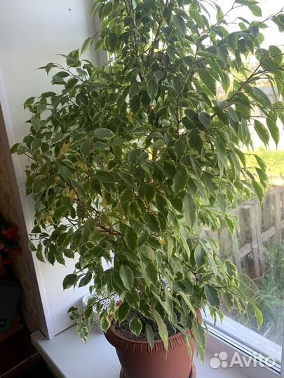 Фикус бенджамина