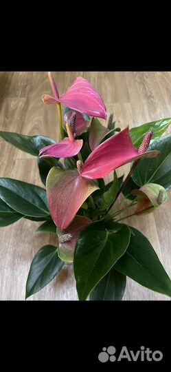 Антуриум Сирано