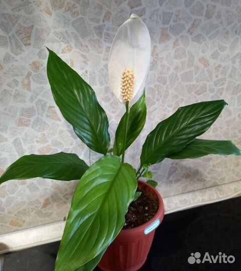 Спатифиллум