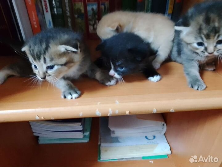 Котята британские вислоухие бэйби фэйс