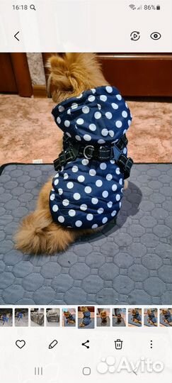Одежда для маленьких собак м
