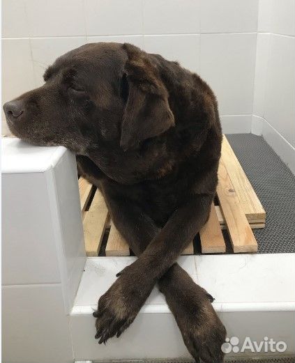 Стрижка, мытьё, вычесывание собак и кошек