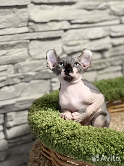 Эльф котенок