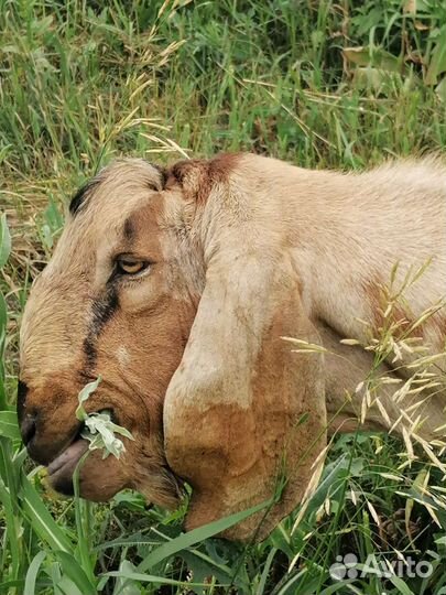 Англо нубийские козы
