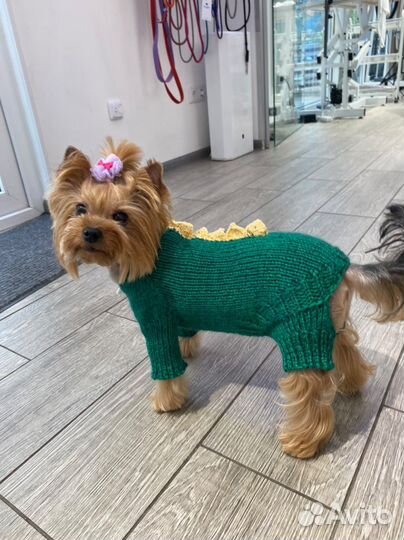 Одежда для собак вязаная ручная работа