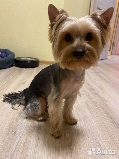 Йоркширский терьер вязка мальчик
