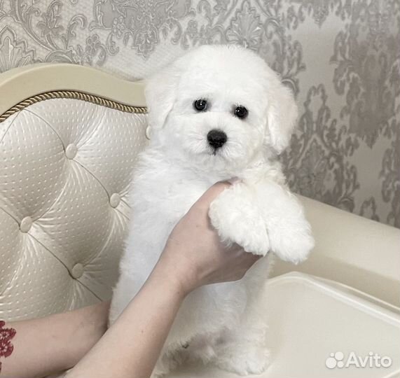 Бишон фризе мальчик