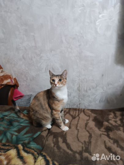 В добрые руки