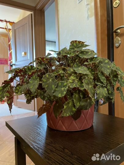 Бегония тигровая