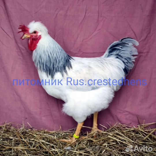 Петушки Русские хохлатые