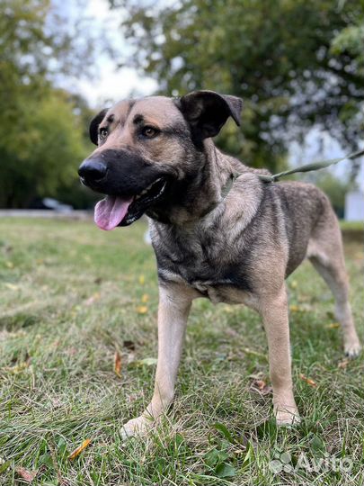 Пёс Кайзер ищет семью