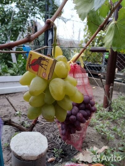 Продам Черенки (чебук) винограда