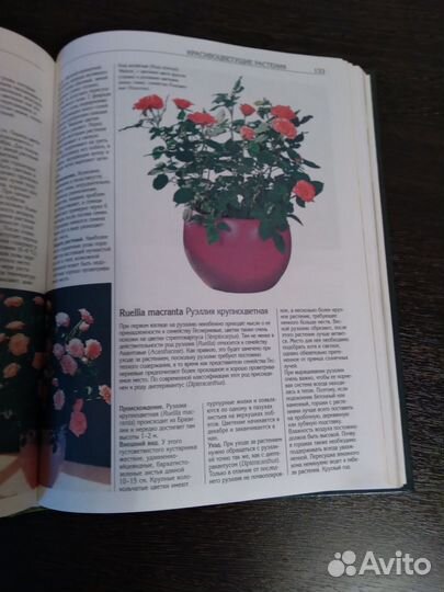 Энциклопедия комнатных растений