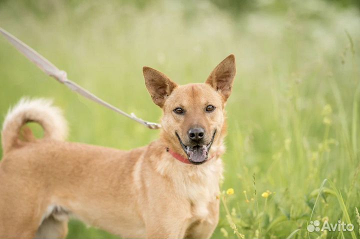 Собака из приюта