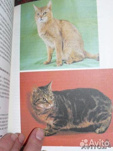 Атлас пород кошек Ян Варжейчко