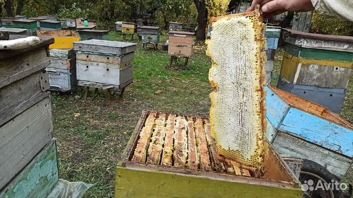 Продаются пчелы, пчелосемьи, пчелопакеты на авито