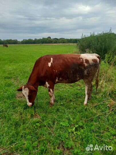 Телка стельная