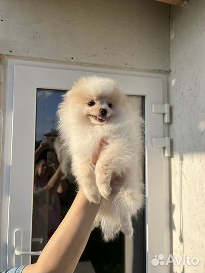 Померанский шпиц мини щенок