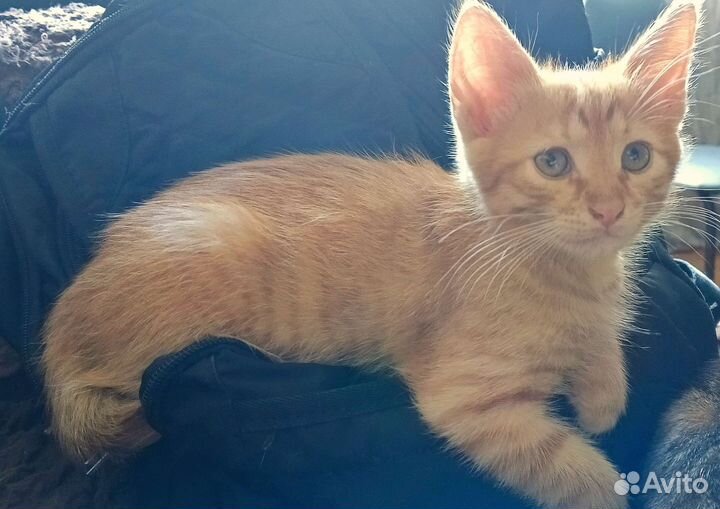 Рыжие котята