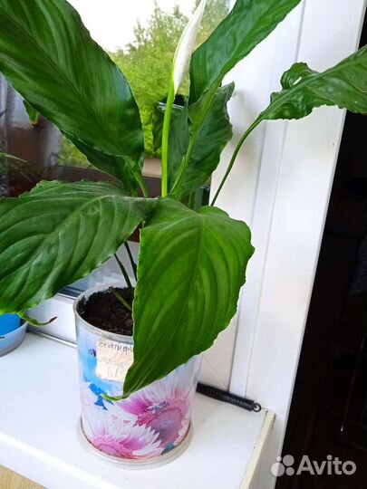 Спатифиллум пикассо