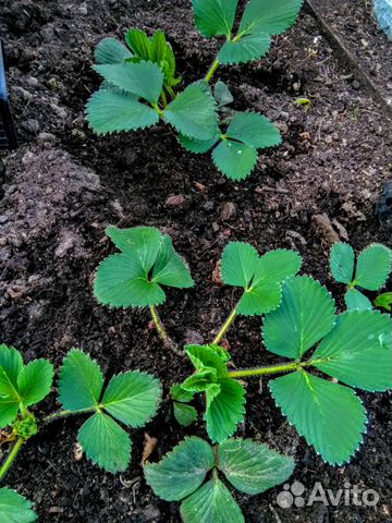 Саженцы клубники и вишни