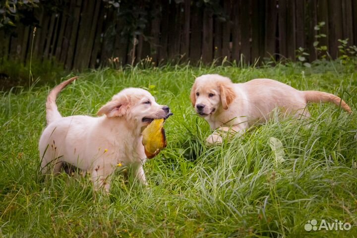 Щенки голден ретривера
