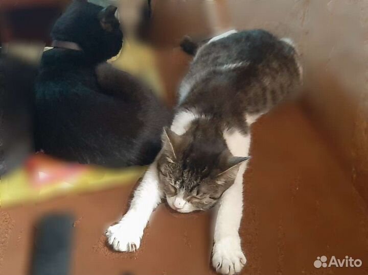 Кошки в добрые руки бесплатно