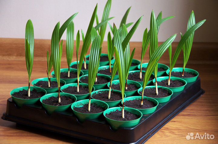 Цветы комнатные