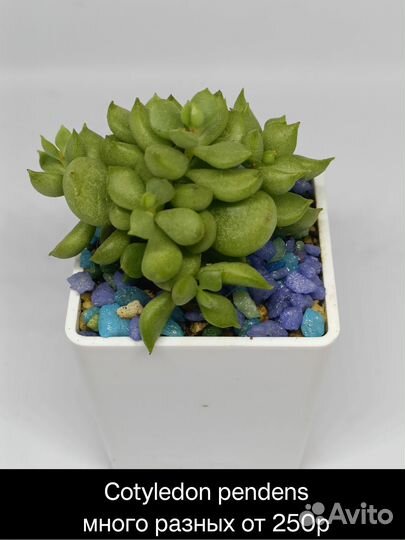 Суккуленты 2