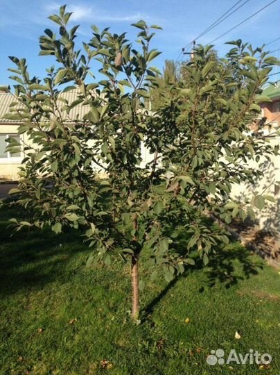 Саженцы низкорослой вишни Норд Стар