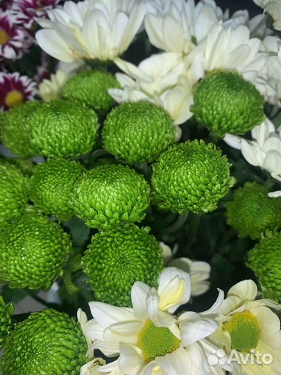 Хризантема кустовая, букет хризантем