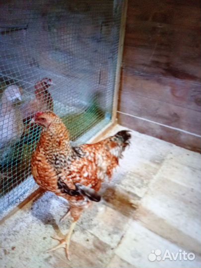 Продаю птицу